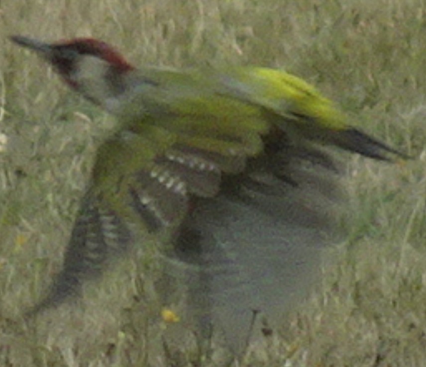 Eurasian Green Woodpecker - Matt Milne