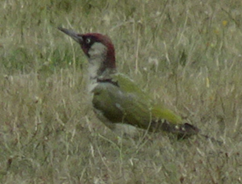 Eurasian Green Woodpecker - ML478421931