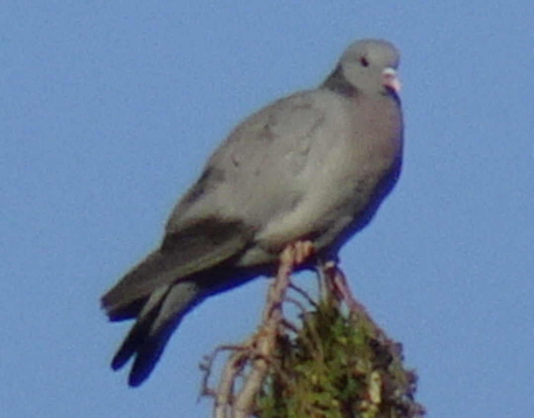 Stock Dove - ML478422151