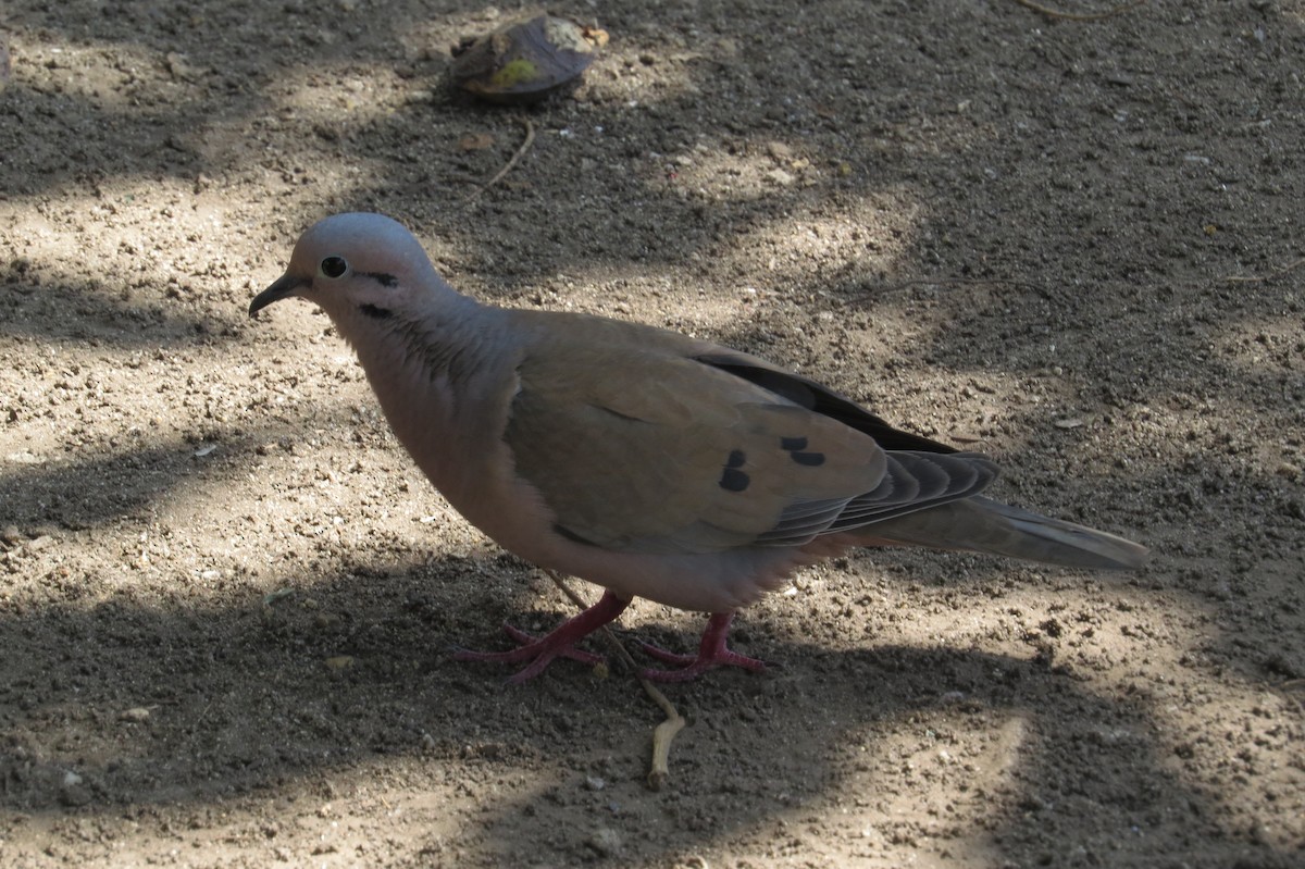 Eared Dove - Bryant Olsen