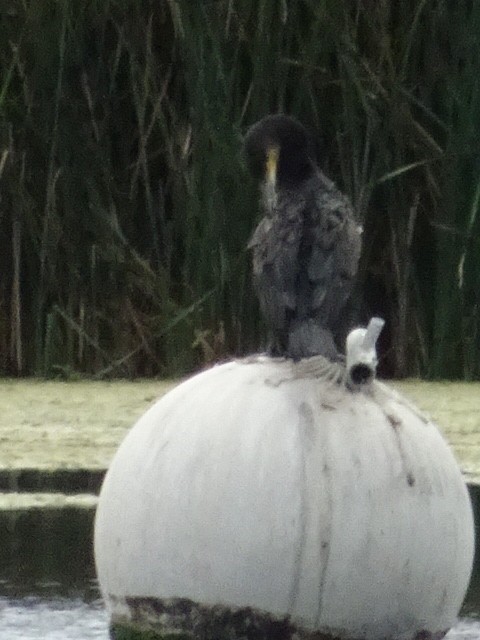 Great Cormorant - Matt Milne