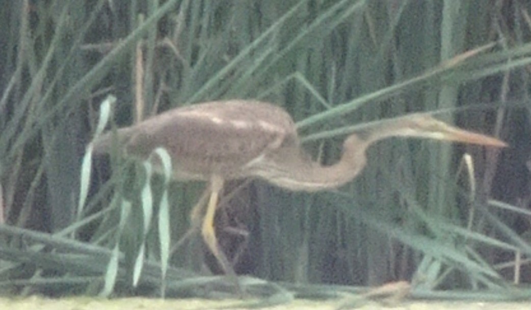 Purple Heron - Matt Milne