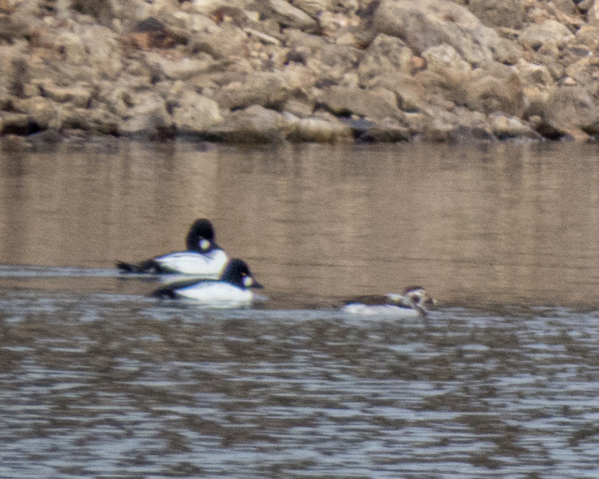 Long-tailed Duck - Karen Garrett