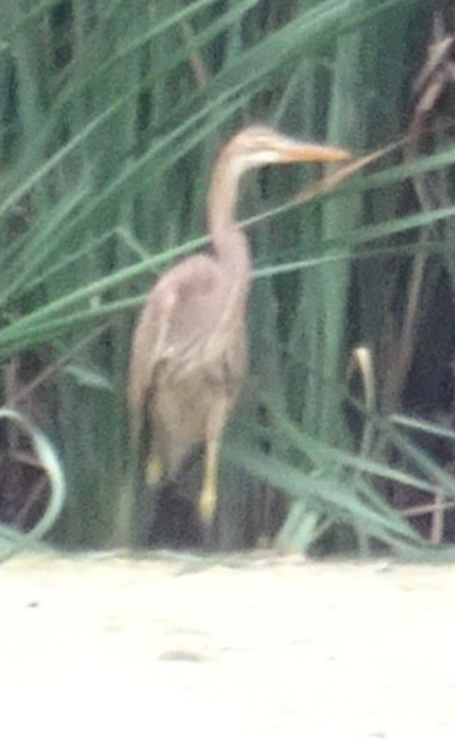 Purple Heron - ML478424291