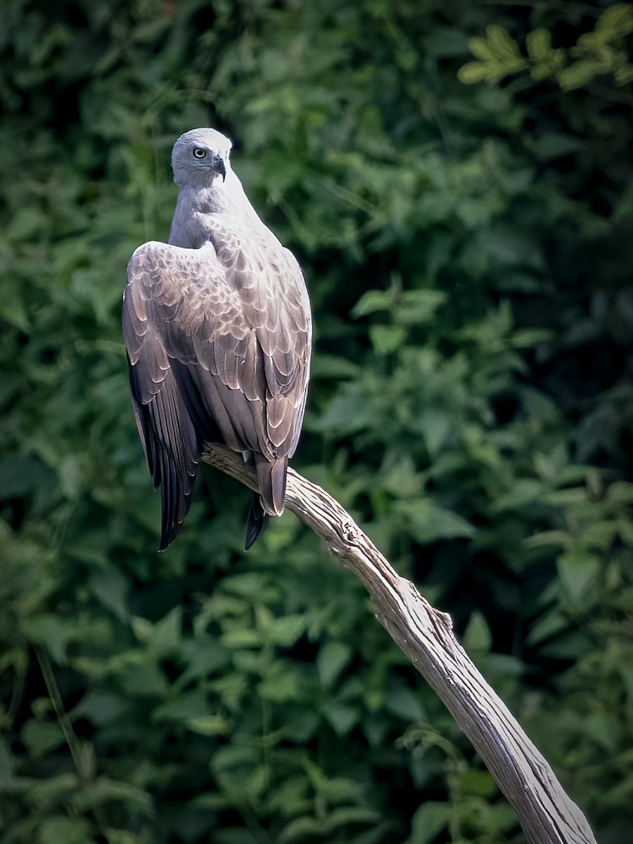 Lesser Fish-Eagle - ML478425401