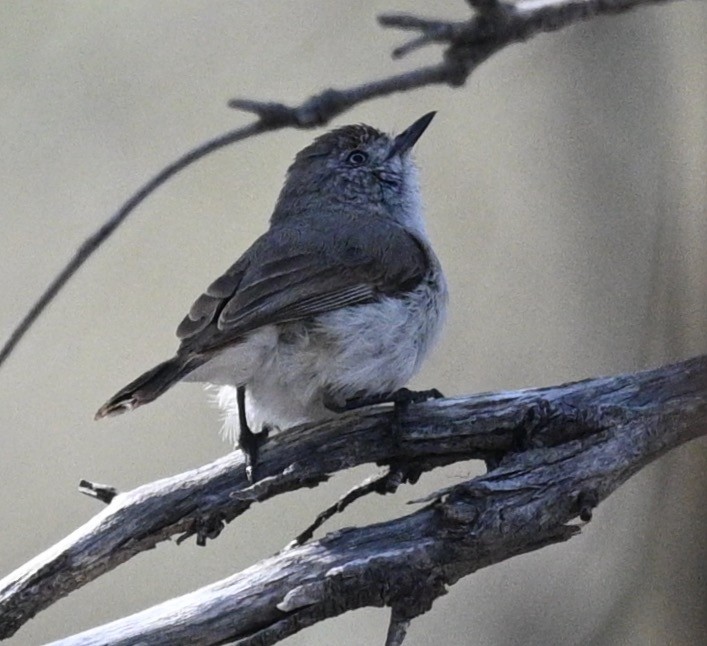 Chestnut-rumped Thornbill - ML478425851