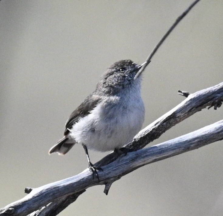Chestnut-rumped Thornbill - ML478425861
