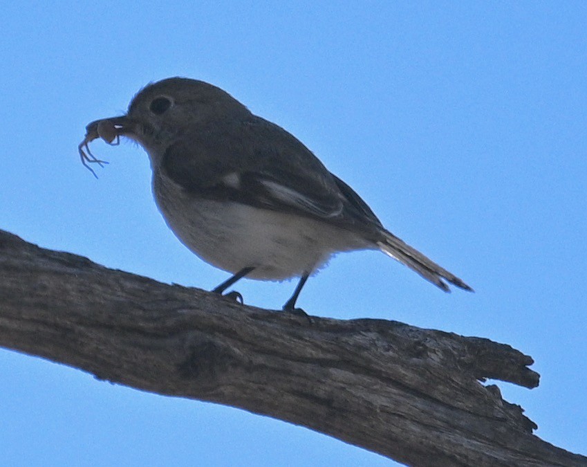 Red-capped Robin - ML478425881