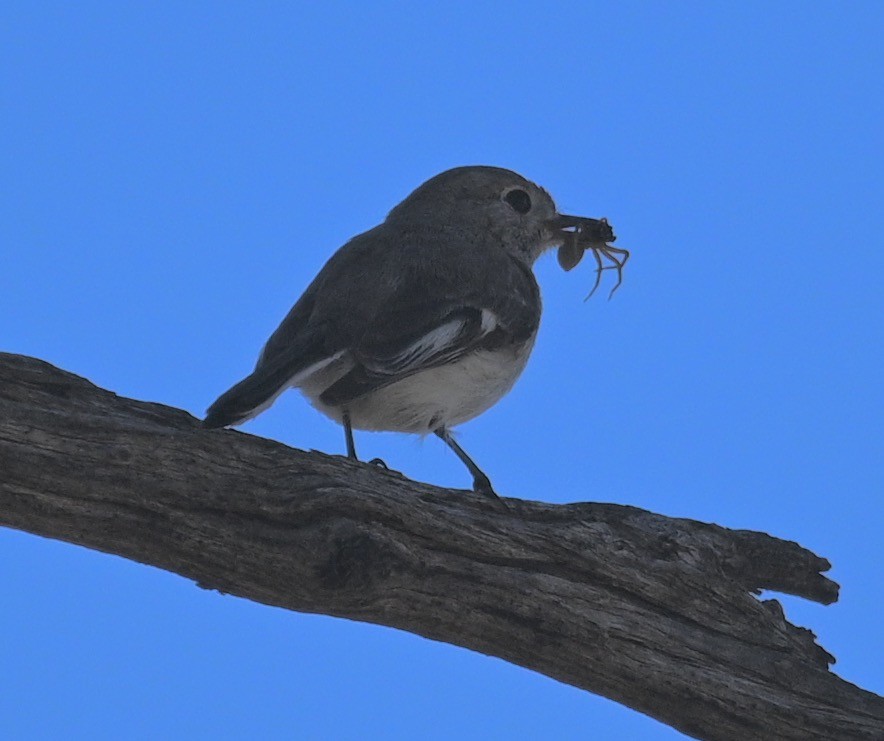 Red-capped Robin - ML478425891
