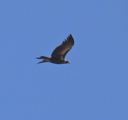 Wedge-tailed Eagle - ML478425981