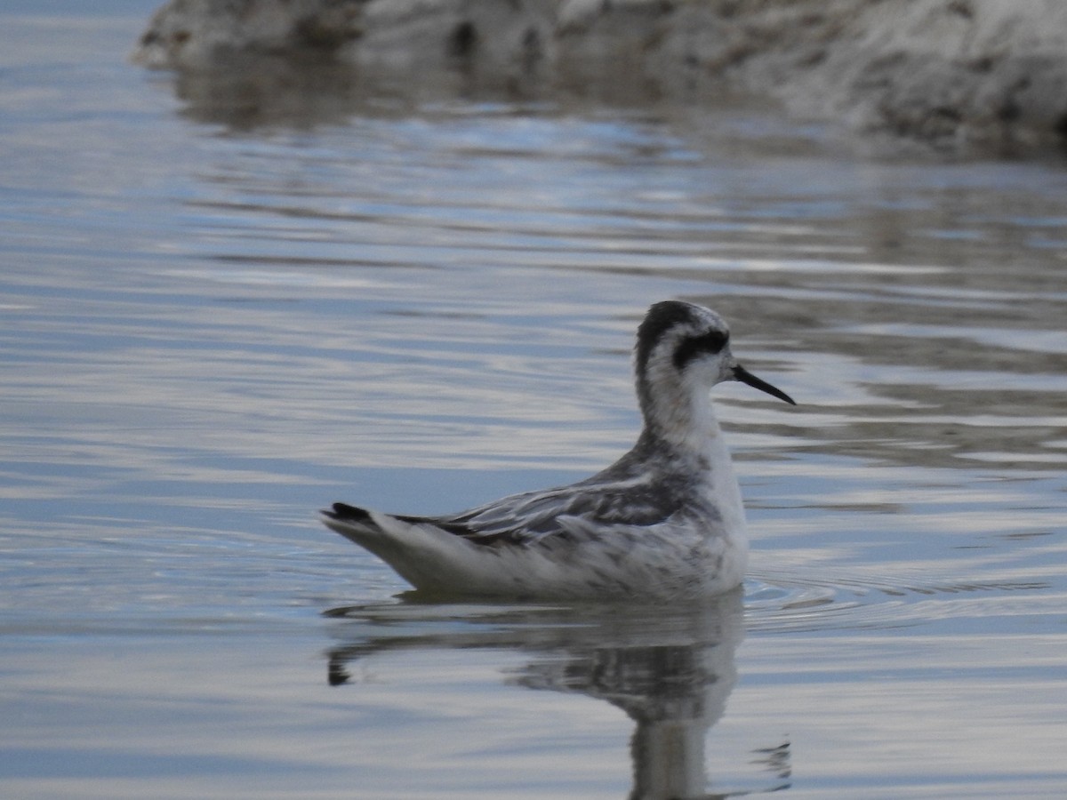 Red-necked Phalarope - Jacques Bélanger