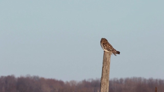 Short-eared Owl (Northern) - ML478427