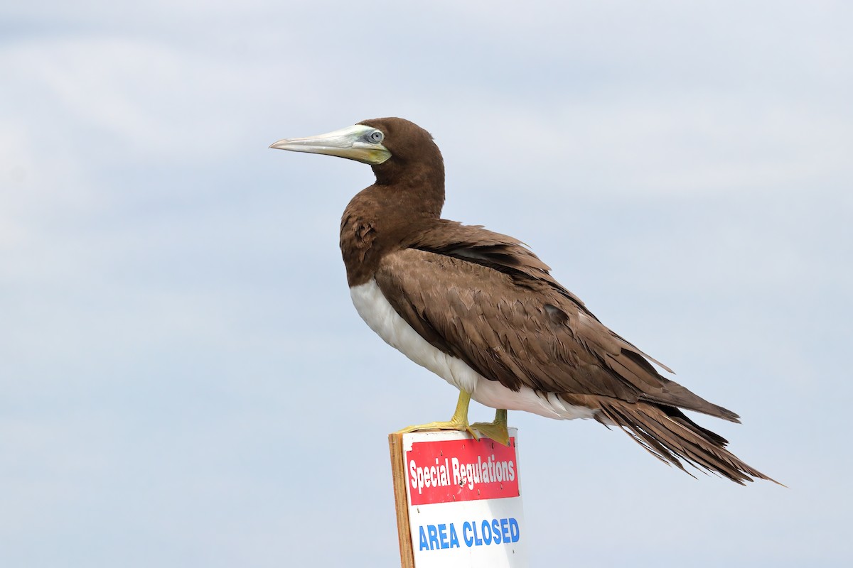 Brown Booby (Atlantic) - Alex Sundvall