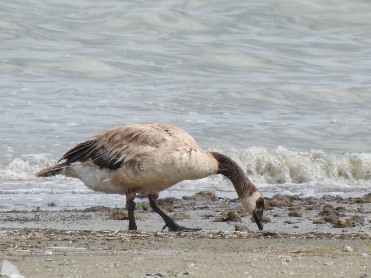 Canada Goose - ML478427581