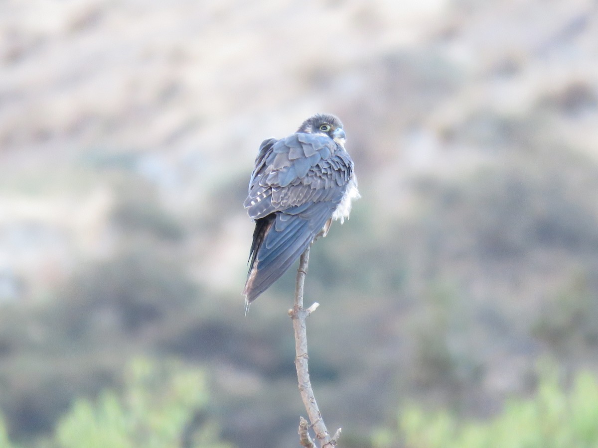 Eleonora's Falcon - Antonio Rúa