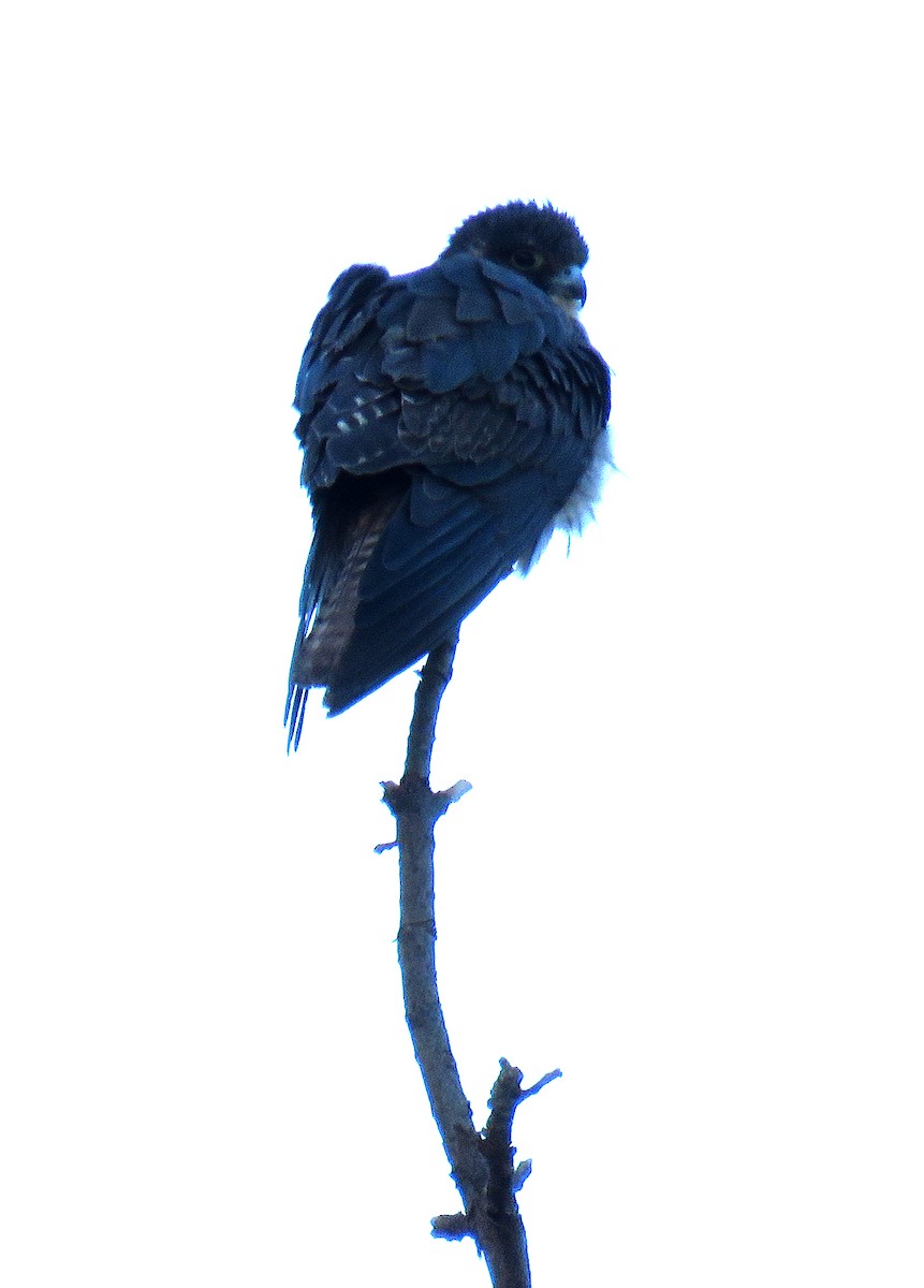 Eleonora's Falcon - ML478430181