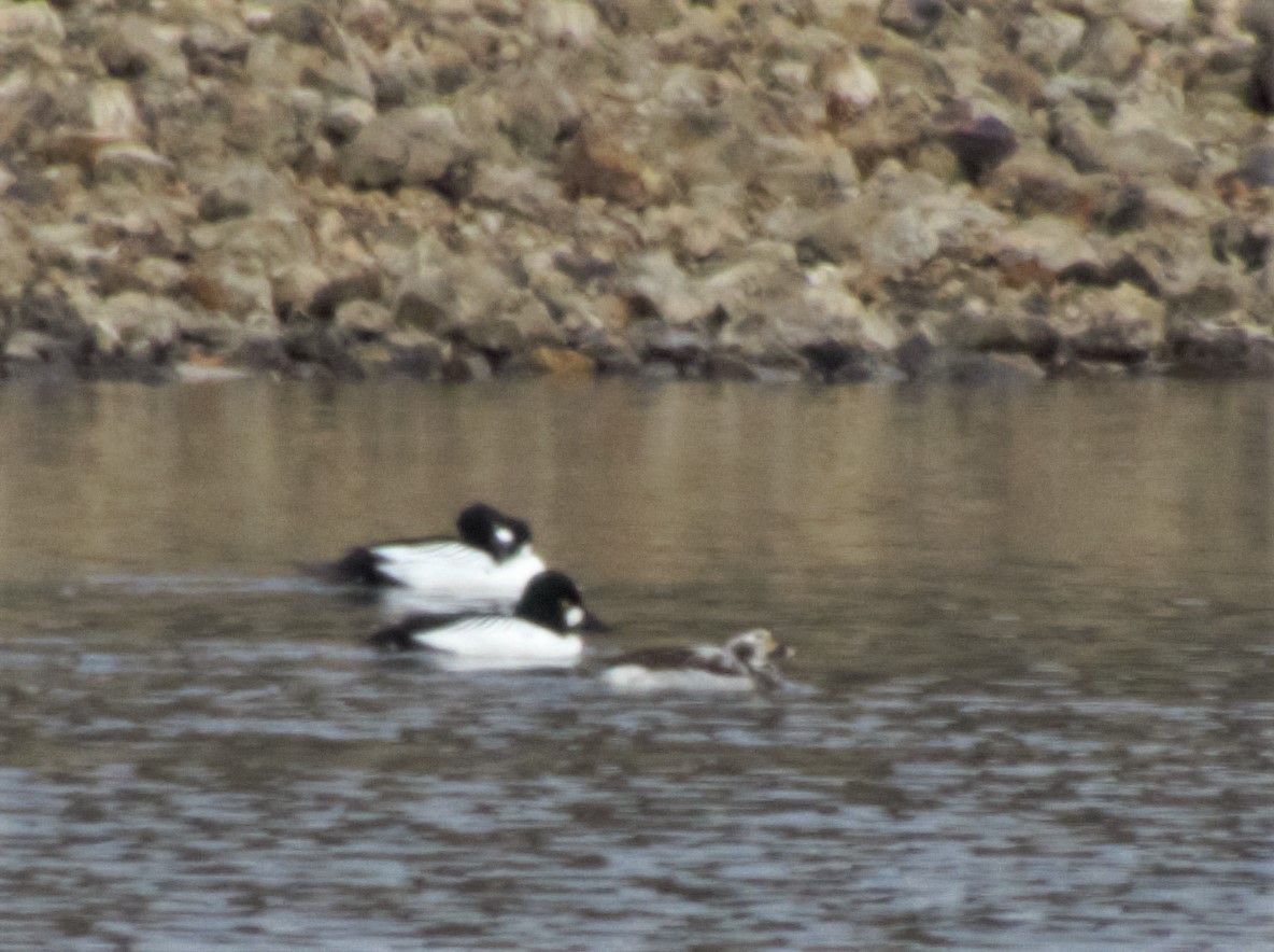 Long-tailed Duck - ML47843061