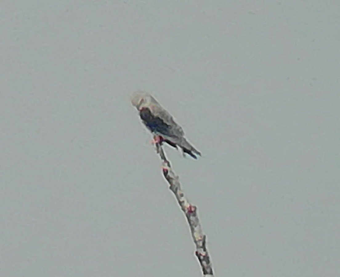 Black-winged Kite - ML478431531