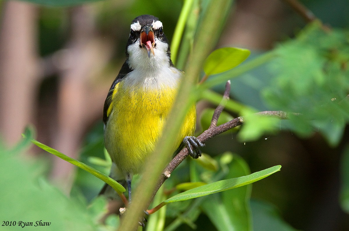 Bananaquit - Ryan Shaw