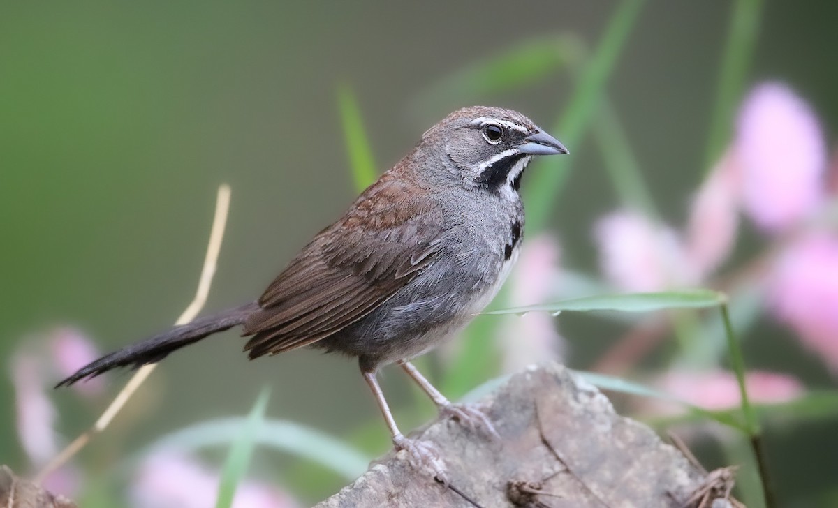 Five-striped Sparrow - Michael Stremciuc