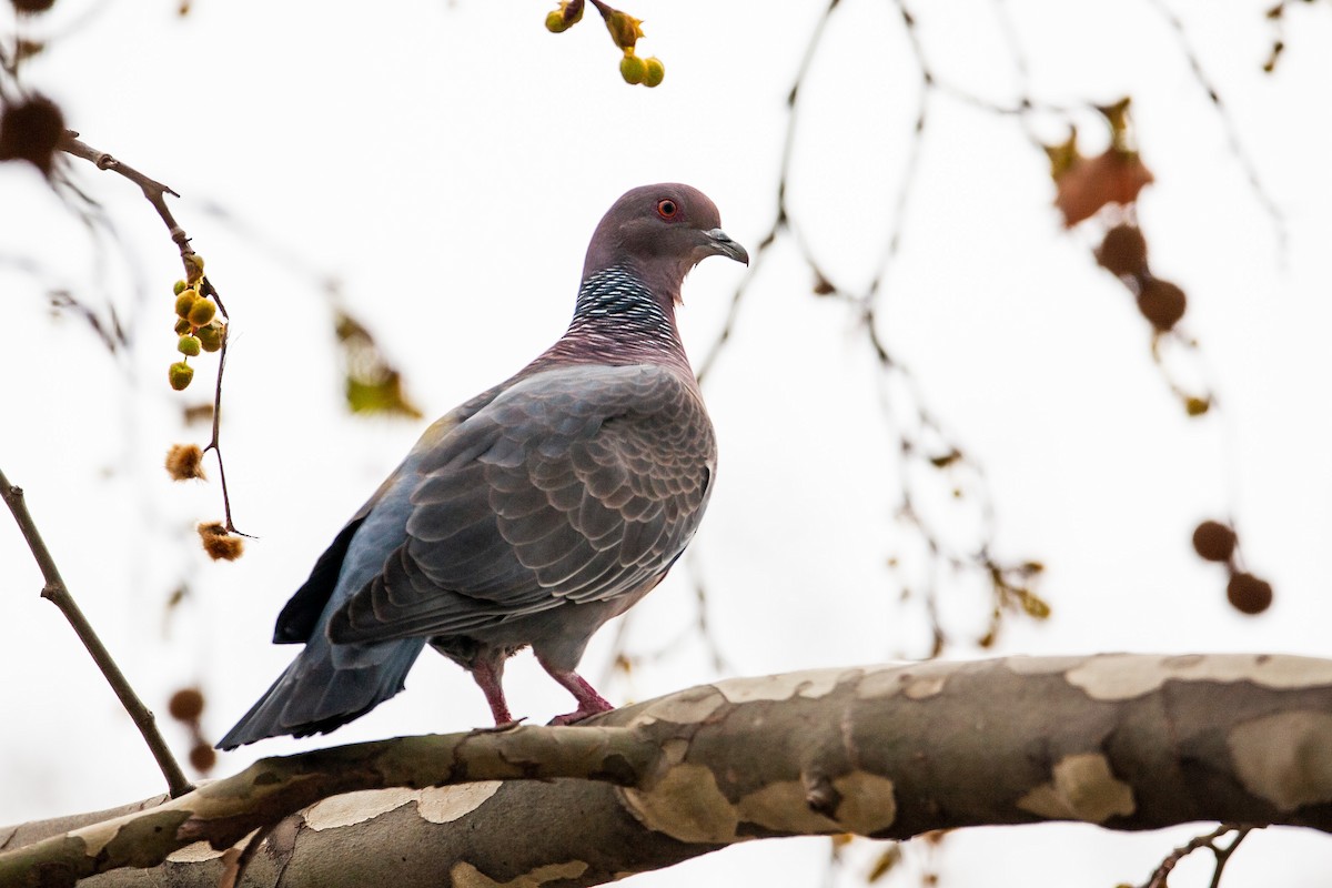 Picazuro Pigeon - ML478433311