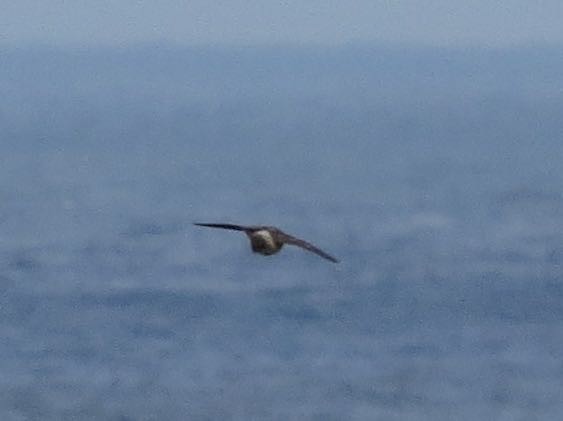 Cliff Swallow - ML47843371