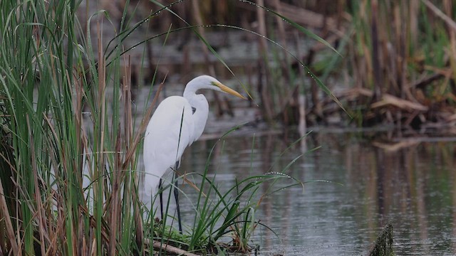 Great Egret - ML478434171