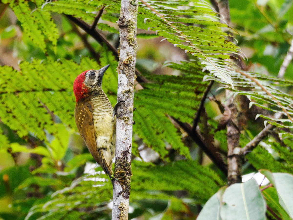 Yellow-vented Woodpecker - ML478435371