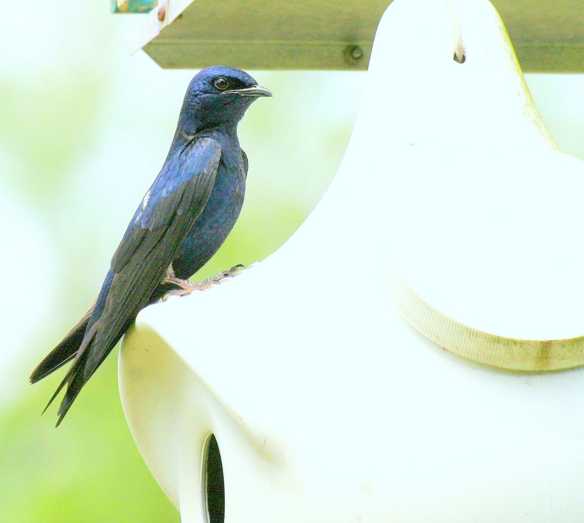 Purple Martin - ML478436031