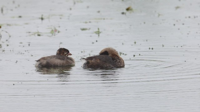 Pied-billed Grebe - ML478436701