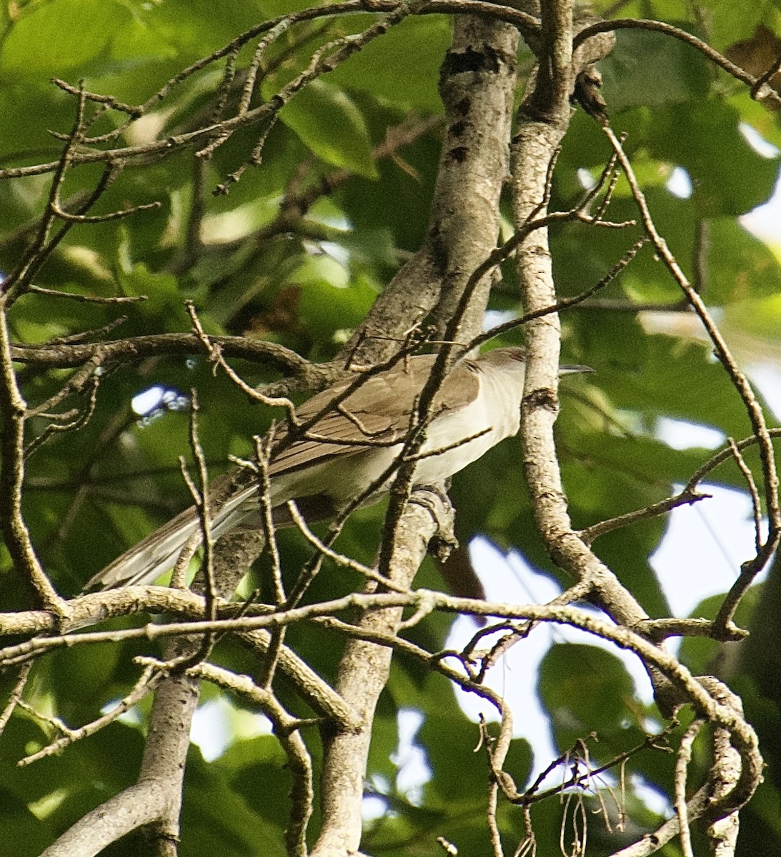 Black-billed Cuckoo - ML478436721