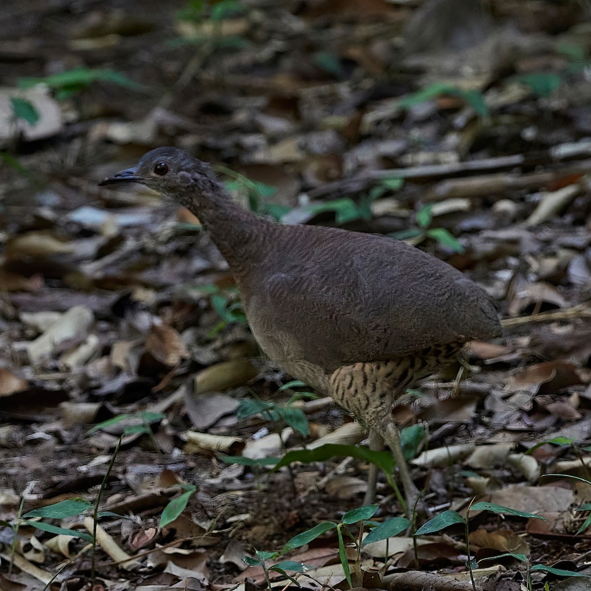 Undulated Tinamou - ML478437581