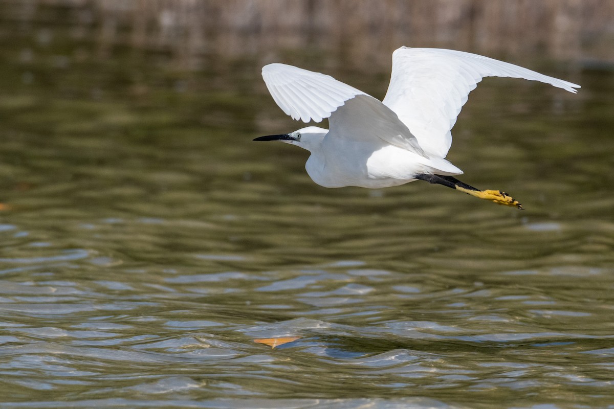 Little Egret - Raphaël Nussbaumer