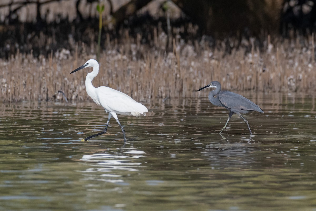 Little Egret - ML478437871