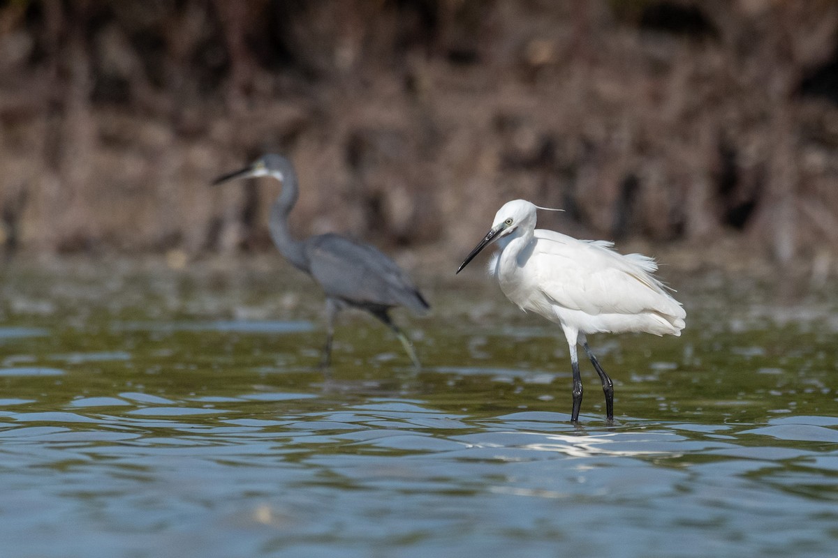 Little Egret - ML478438021