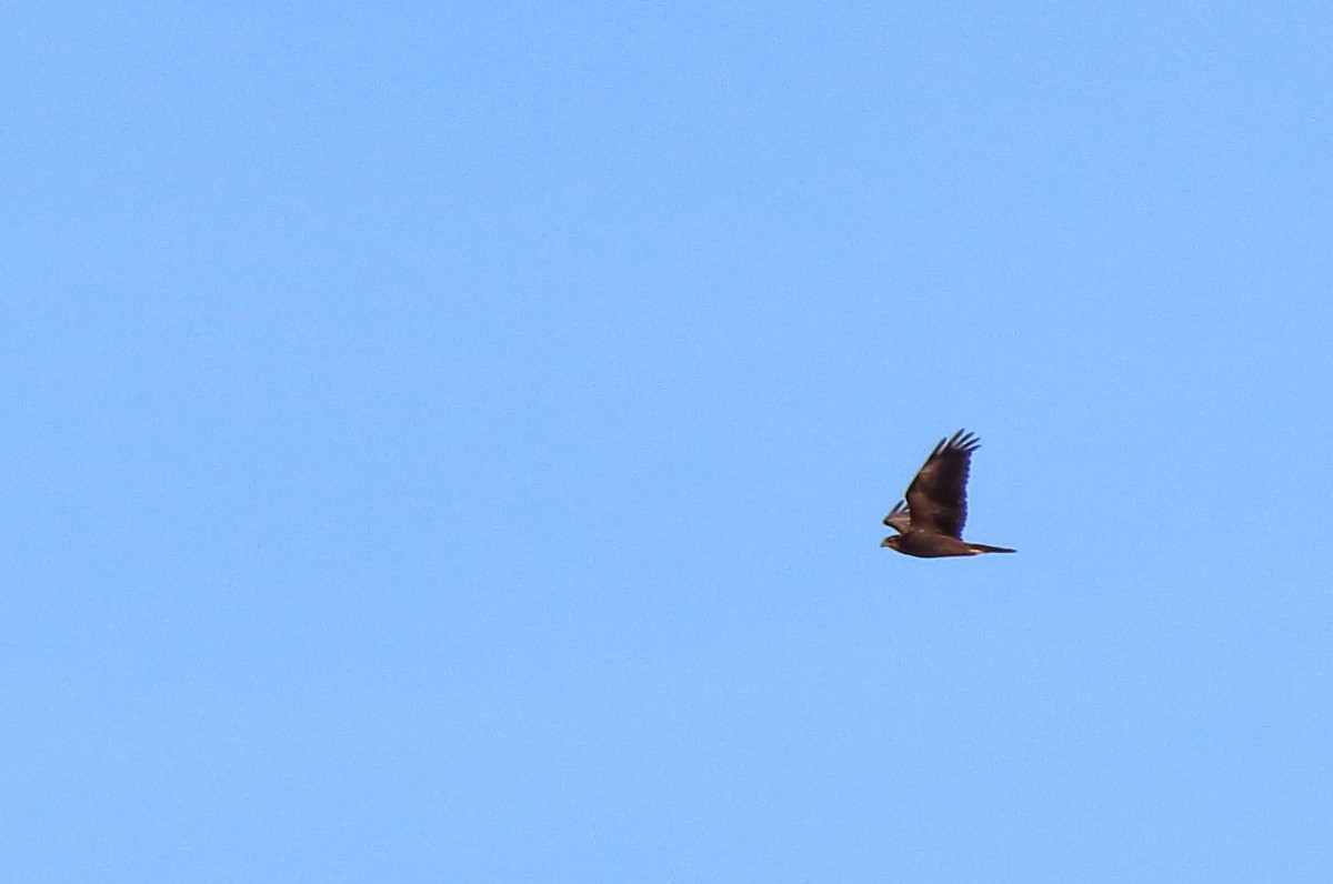 Western Marsh Harrier - ML478438811