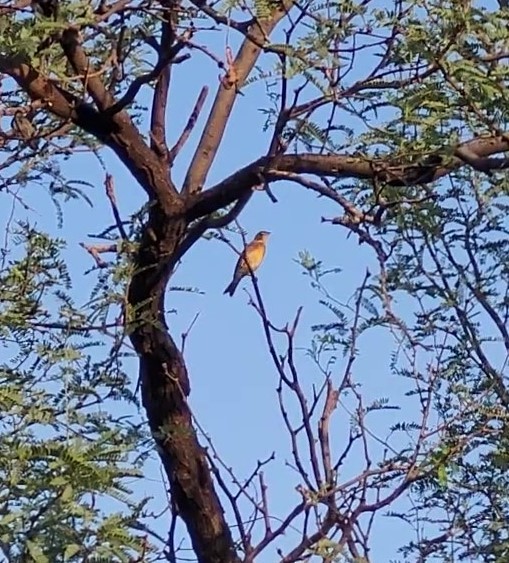 Dickcissel - ML478439451