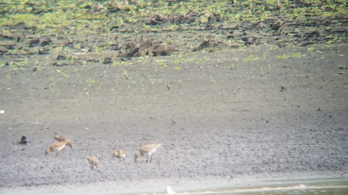 White-rumped Sandpiper - ML478440621