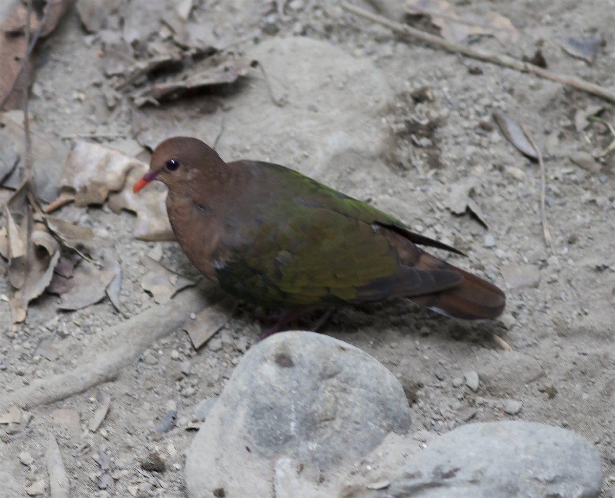 Pacific Emerald Dove - ML478442761