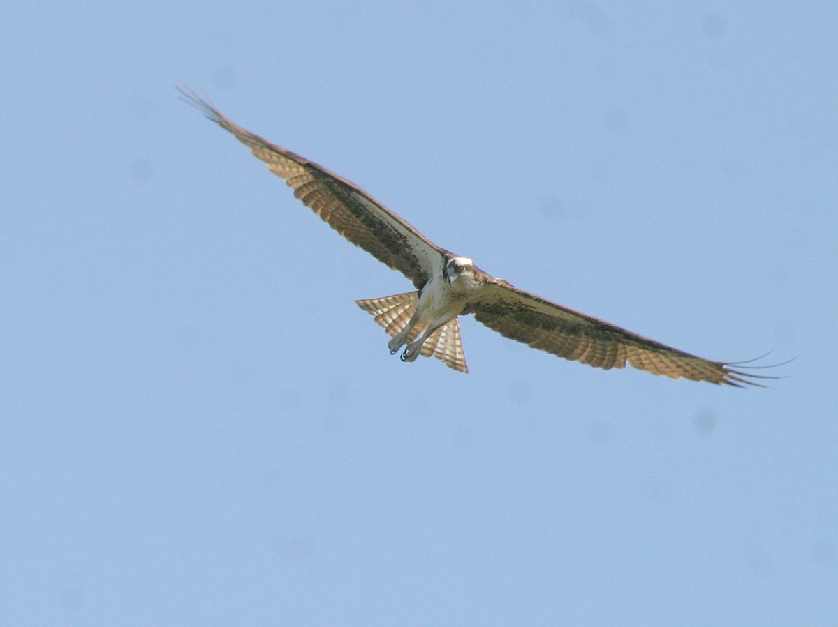 Osprey (carolinensis) - Pierre Howard