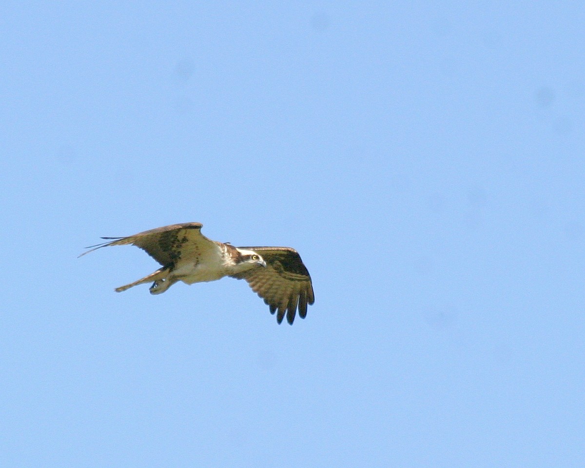 fiskeørn (carolinensis) - ML478442861