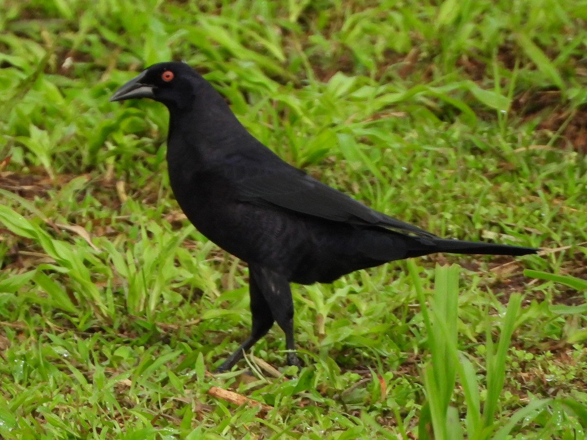 Giant Cowbird - Thomas Schultz