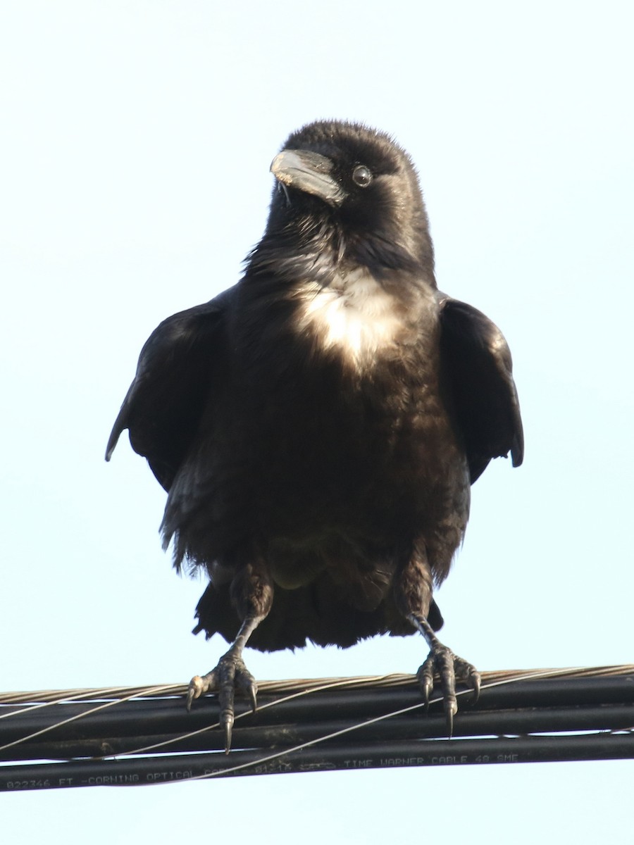 Chihuahuan Raven - Lyle Hamilton