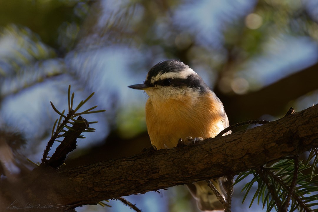 Red-breasted Nuthatch - Patrick Colbert Muetterties