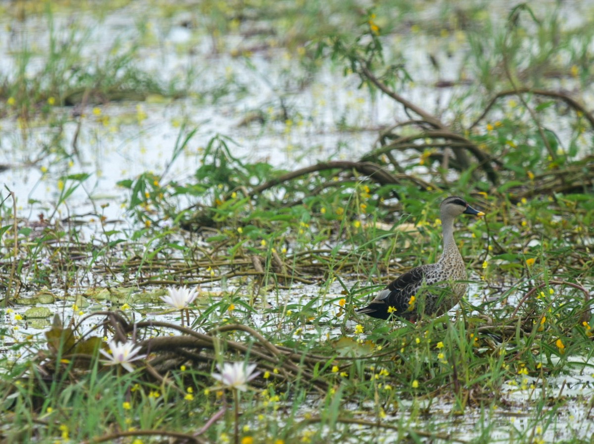 Indian Spot-billed Duck - ML478445561