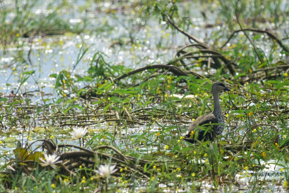 Indian Spot-billed Duck - ML478445571