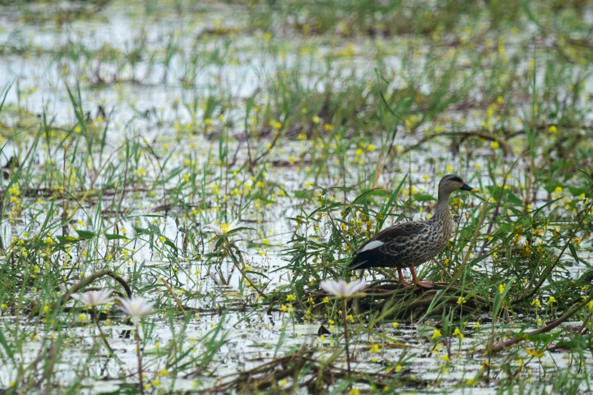 Indian Spot-billed Duck - ML478445581