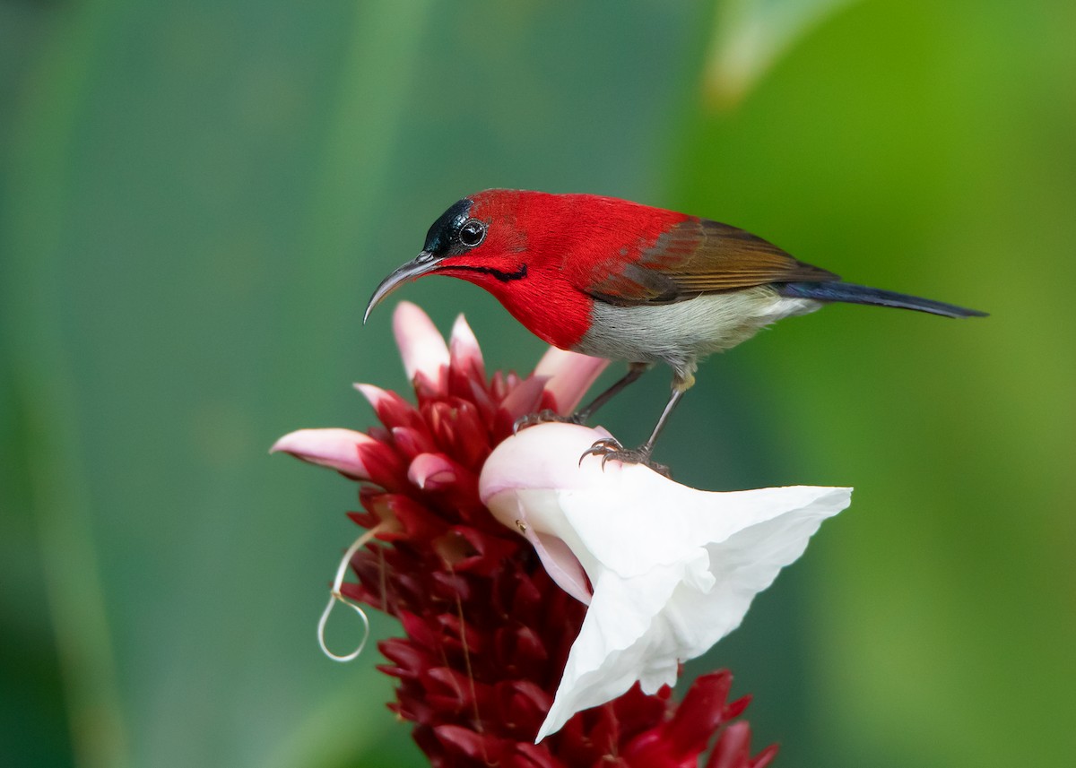 Crimson Sunbird - ML478446041