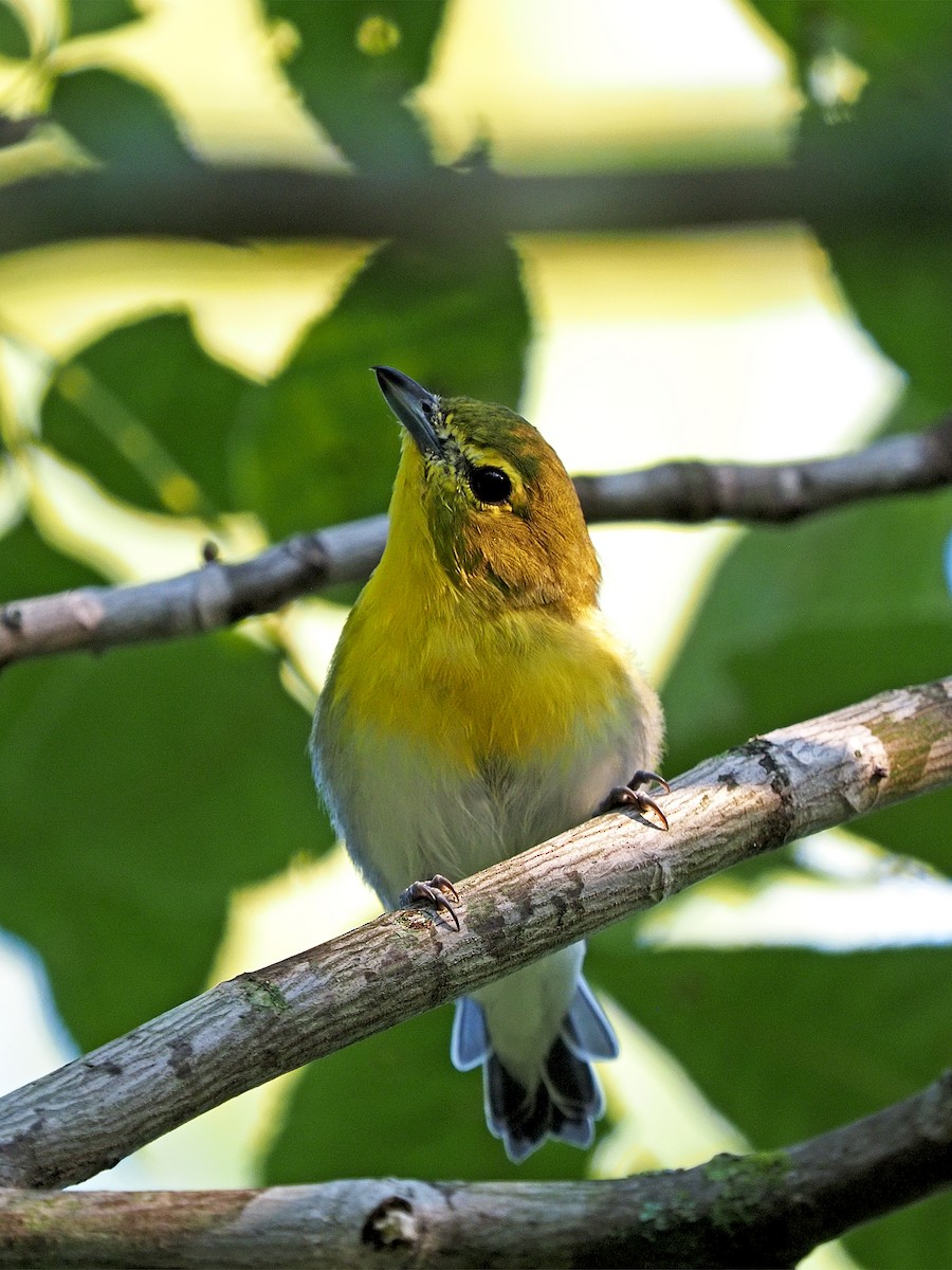 Yellow-throated Vireo - Gary Mueller