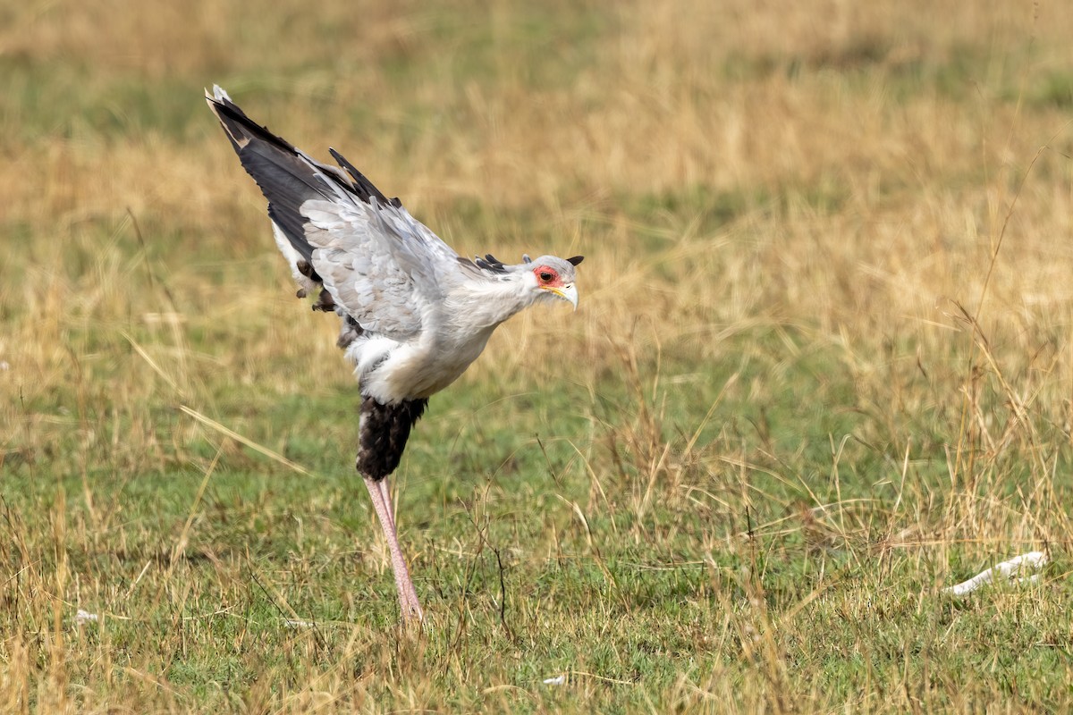 Secretarybird - ML478446611